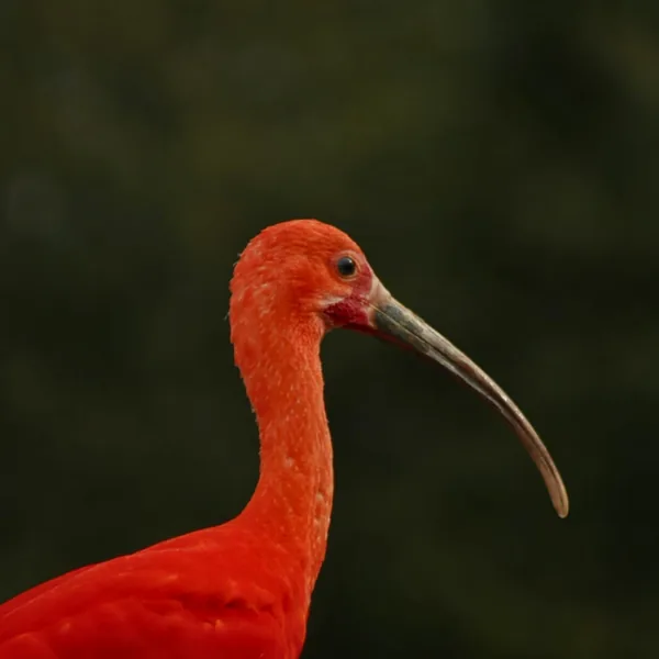 Nature — lumière dorée